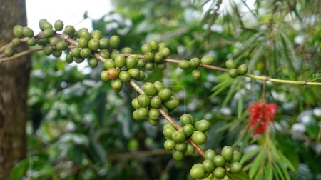 Coffee bean plant in nature. This Arabica coffee has many authentic flavors and aromas