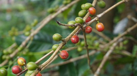 Planta de grano de café en la naturaleza. Este café Arabica tiene muchos sabores y aromas auténticos