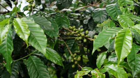 Téléchargez les photos : Grain de café plante dans la nature. Ce café Arabica a de nombreuses saveurs et arômes authentiques - en image libre de droit