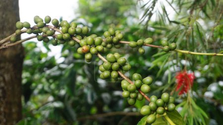 Kaffeebohnenpflanze in der Natur. Dieser Arabica-Kaffee hat viele authentische Aromen und Aromen