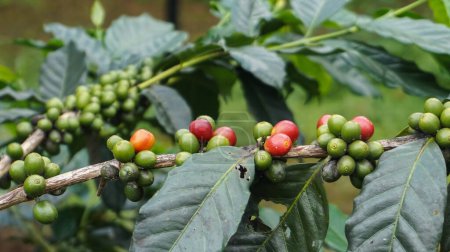 Coffee bean plant in nature. This Arabica coffee has many authentic flavors and aromas