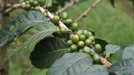 Planta de grano de café en la naturaleza. Este café Arabica tiene muchos sabores y aromas auténticos
