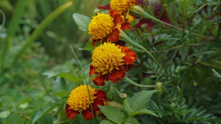 beautiful marigold flowers with nature background