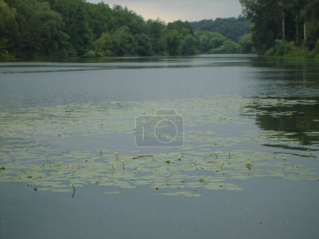 Téléchargez les photos : Vue sur un lac avec des lias sauvages. - en image libre de droit