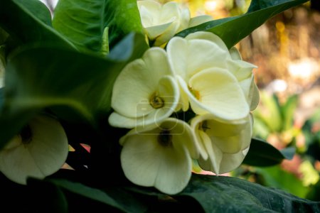 Foto de Euphorbia milii, la corona de espinas, planta de Cristo, o espina de Cristo, es una especie de planta con flores perteneciente a la familia Spurge. - Imagen libre de derechos