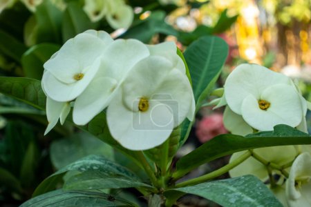 Foto de Euphorbia milii, la corona de espinas, planta de Cristo, o espina de Cristo, es una especie de planta con flores perteneciente a la familia Spurge. - Imagen libre de derechos