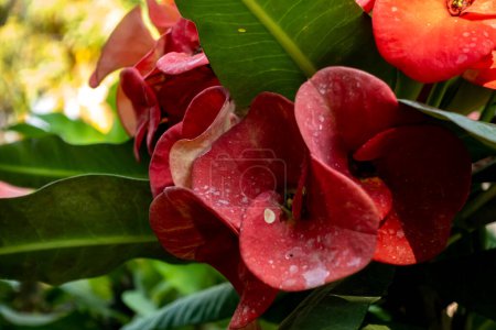 Téléchargez les photos : Euphorbia milii, la couronne d'épines, plante du Christ, ou épine du Christ, est une espèce de plante à fleurs de la famille des euphorbes. - en image libre de droit
