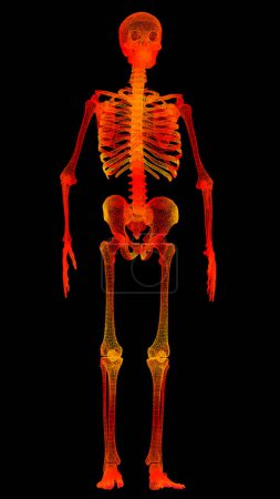 Photo for Futuristic head up display motion element virtual biomedical holographic human body scan neurological examination, axial skeleton, vertebral column, DNA and heart diagnostic for background display - Royalty Free Image