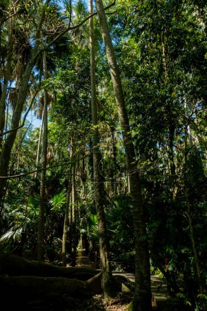 Téléchargez les photos : Forêt tropicale humide sur le parc national réservé de Doi Phuka dans la province de Nan, Thaïlande - en image libre de droit