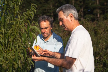 Foto de Dos amigos agricultores estudiando la calidad de los melocotones con una tableta - Imagen libre de derechos