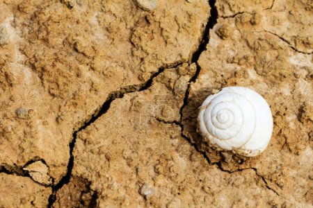 Foto de Caracol blanco fósil de concha en tierra desértica - Imagen libre de derechos