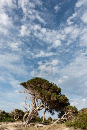 Téléchargez les photos : Détail d'un sabinier par une journée ensoleillée, photo verticale - en image libre de droit