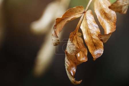 Foto de Detalle de hojas secas de color otoñal típicas de principios de otoño - Imagen libre de derechos