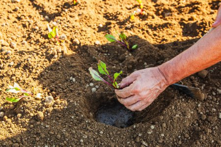 Photo for Photograph of farmer's hand with plant to sow in hole in ground - Royalty Free Image