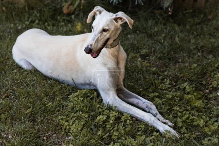 Photo for Picture of a white greyhound posing in the countryside - Royalty Free Image