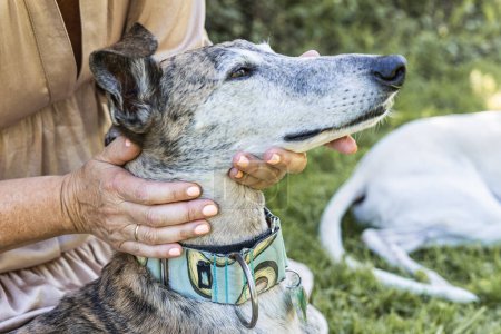 Photo for Portrait detail of a greyhound being caressed by his owner in the field - Royalty Free Image