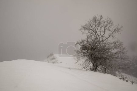 Téléchargez les photos : Paysage d'une route enneigée avec arbre enneigé par une journée froide et brumeuse - en image libre de droit