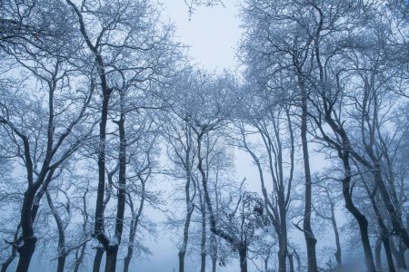 Photo for Snowy forest trees in a snowy forest in a winter day. - Royalty Free Image