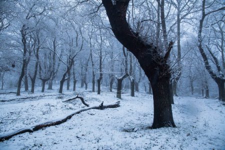 Foto de Bosque de haya nevado solitario en un frío día de invierno - Imagen libre de derechos
