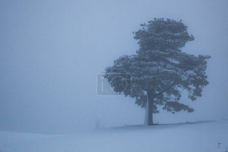 Téléchargez les photos : Paysage d'une scène dans la forêt avec un arbre neigeux dans le brouillard et le froid - en image libre de droit