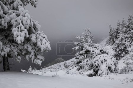Foto de Vista del paisaje nevado de una escena de bosque nevado con pinos nevados con niebla y frío sin gente - Imagen libre de derechos
