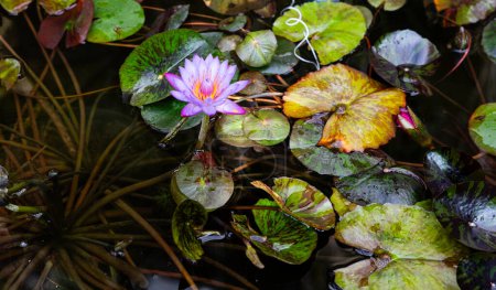 Téléchargez les photos : Découpe d'une scène d'étang avec plusieurs plantes de nénuphars avec une large gamme de couleurs dans leurs feuilles. - en image libre de droit