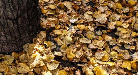 Foto de Primer plano de las hojas en el suelo del árbol en otoño con colores dorados en el parque - Imagen libre de derechos