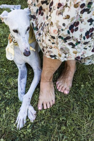 Téléchargez les photos : Close-up of a woman's feet with her white greyhound lying at her feet in the field - en image libre de droit