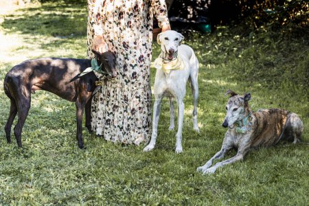 Téléchargez les photos : Cutout of woman with her three greyhounds in the field resting from the walk - en image libre de droit