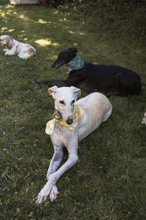Téléchargez les photos : Portrait of two greyhounds one white and one black, resting in the field - en image libre de droit
