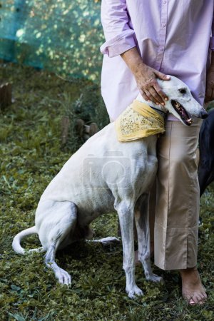 Téléchargez les photos : Cutaway of a barefoot woman in the garden caressing her white greyhound - en image libre de droit