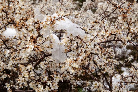 Foto de Detalle de flor de almendra cubierta de nieve - Imagen libre de derechos