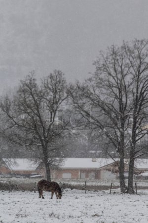 Foto de Paisaje rural nevado con una granja y un caballo en el campo, foto de retrato - Imagen libre de derechos