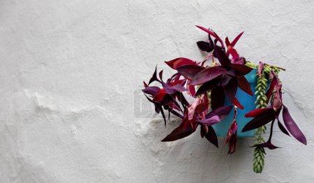 Téléchargez les photos : "Des feuilles violettes éclatantes se répandent d'une jardinière bleue sur un mur texturé blanchi à la chaux, ajoutant une touche de couleur à la scène." - en image libre de droit