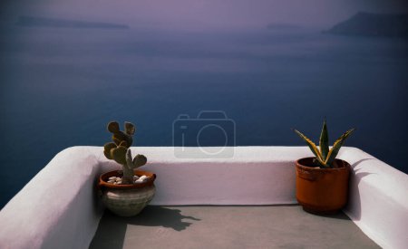 A pair of succulent plants rest on a ledge, basking in the twilight hues of the Santorini coastline.