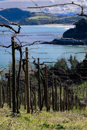 Bare grapevines with a stunning view of the sea and mountains, capturing the essence of a coastal winery.