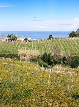 A vibrant coastal vineyard under blue skies, with the ocean in the backdrop, showcasing the unique terroir.
