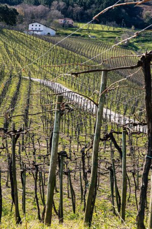 Téléchargez les photos : Paysage viticole traditionnel avec rangées de vignes et fermes rustiques, mettant en valeur le charme de la viticulture rurale. - en image libre de droit
