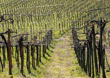 The early spring sun casts its warmth on the neat rows of a budding vineyard, inviting a season of growth.