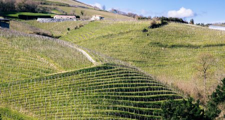 Saftig grüne Weinbergsreihen auf sanften Hügeln mit einem ländlichen Bauernhaus, das die handwerkliche Weinbereitung darstellt.