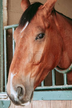 Téléchargez les photos : Gros plan d'un cheval de châtaignier regardant à travers la fenêtre de l'écurie, capturant son regard curieux et ses traits frappants - en image libre de droit