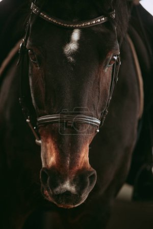Foto de Retrato de primer plano de un majestuoso caballo negro, destacando sus ojos expresivos y el único resplandor blanco en su frente. - Imagen libre de derechos