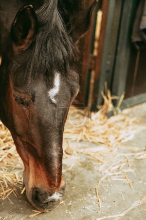 Close-up of a dark horse with a distinctive white blaze, peacefully grazing on straw inside a stable.