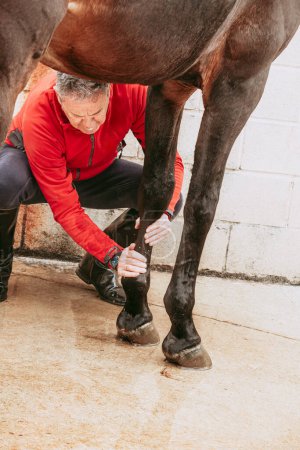 Foto de Jinete en chaqueta roja secando las piernas de un caballo de color marrón oscuro después de lavar, mostrando cuidado post-equitación y aseo en un entorno estable. - Imagen libre de derechos