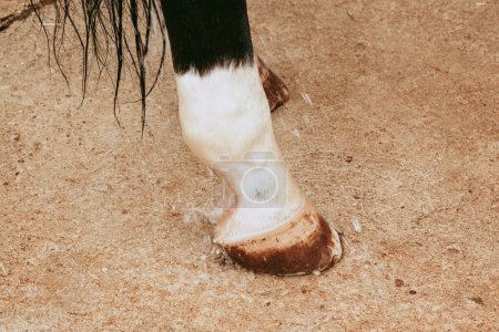 Detailed close-up of a horse's leg being washed, showing water splashing on the hoof and leg after a riding session.