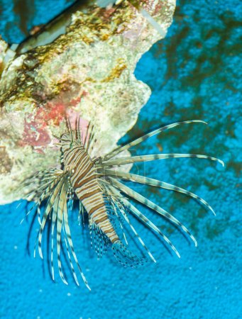 Photo for Lionfish on the blue seabed. Living inhabitants of the seabed. Wildlife. Sea - Royalty Free Image