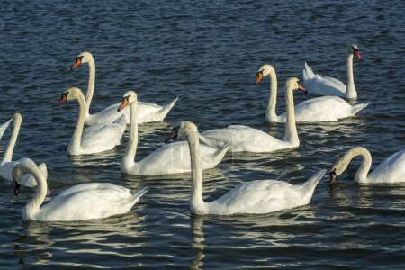 Foto de Un montón de cisnes blancos nadando en el lago. Cisnes silvestres - Imagen libre de derechos