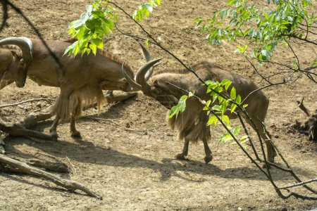 Photo for Two rams clasped horns. Wild animals fight for territory - Royalty Free Image