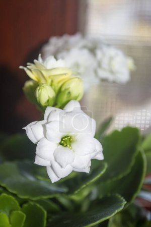 Photo for One white beautiful flower ornamental plant coral flower. White flower plant coral flower. Kalanchoe - Royalty Free Image
