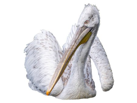 Téléchargez les illustrations : Un pélican blanc avec un énorme bec sur fond blanc. Illustration. Pélican blanc oiseau sauvage - en licence libre de droit